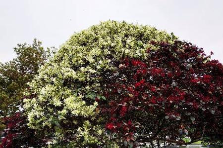 为什么树有的开红花有开白花