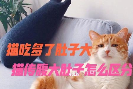 猫会把自己吃撑吗