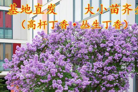 丁香花北方院子怎么养