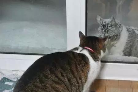 猫咪叫门要开吗