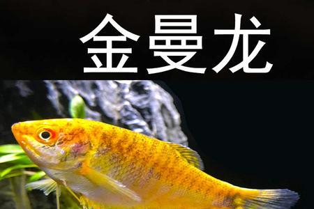 曼龙母鱼生完卵了多久隔开