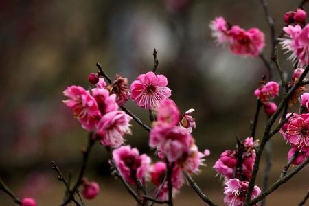 梅花一枝三舂什么生肖