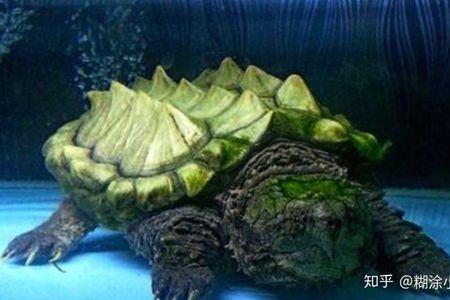 鳄龟多久排便