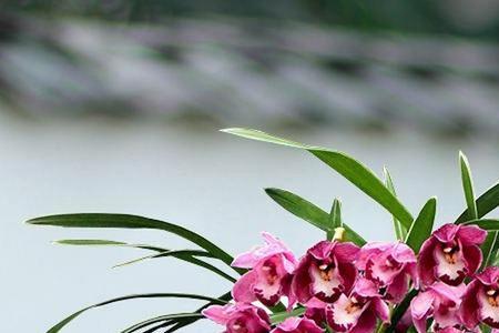大叶兰花藤喜阴还是喜阳