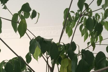 富贵树叶子发红