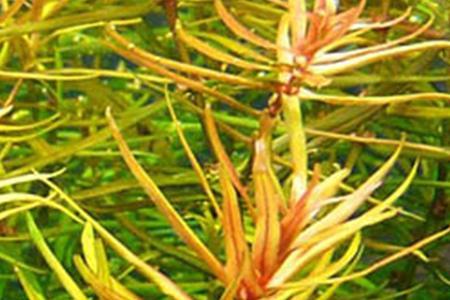 泰国的红牛原料是什么植物