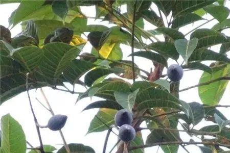 乌榄怎样用榄核育苗