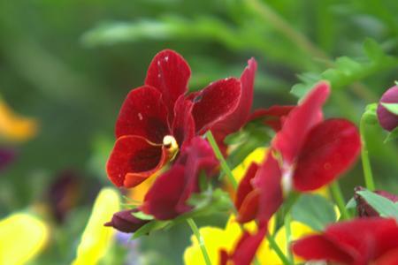 繁花似锦的夏什么意思