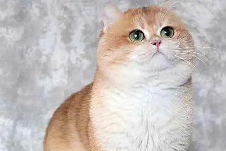 蓝猫和金渐层配出来是什么猫