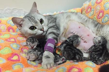 剖腹产过的猫咪还可以再生吗