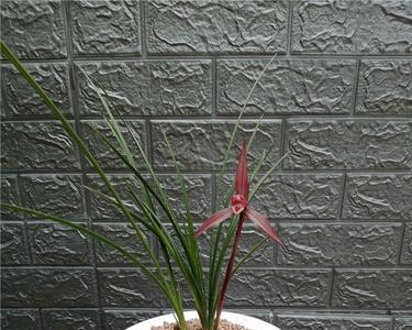 吴凤兰花好养吗