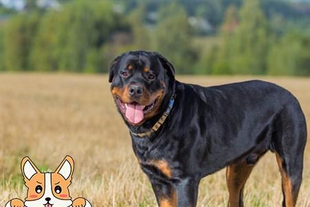 青岛可以养罗威纳犬吗