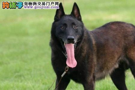 马犬是不是越大越凶