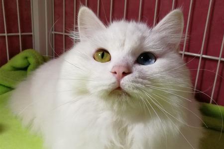 山东狮子猫是异瞳好看还是蓝眼