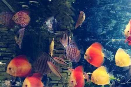 七彩神仙鱼挑食该如何处理