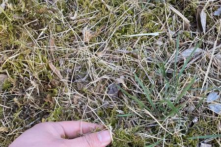 水苔用高锰酸钾浸泡后还能用吗