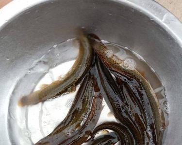 野生刺鳅有多大