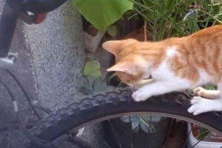 两个月小猫被骑有事吗
