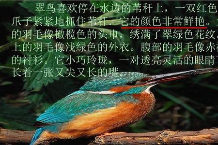 翠鸟一文表达了作者怎样的感情