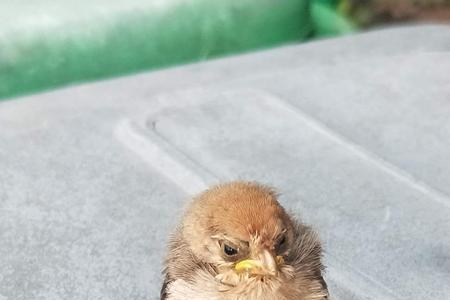麻雀从高处掉下会摔死吗