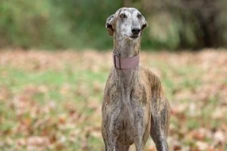 格力犬咬人吗