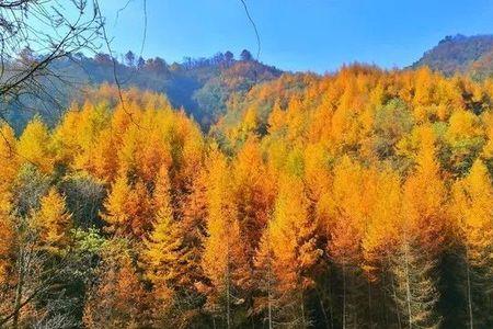 落叶松怎么仰拍
