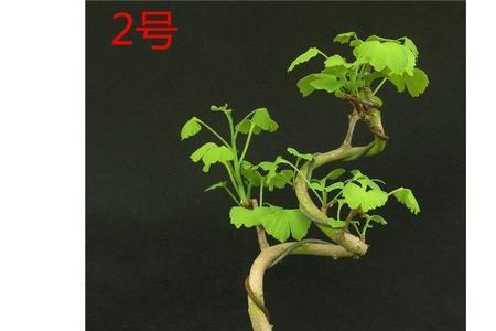 盆景小苗多粗开始造型