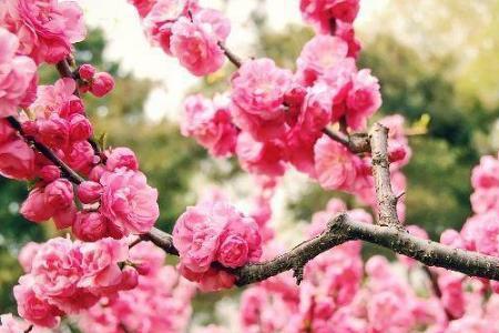 爱情开花什么意思