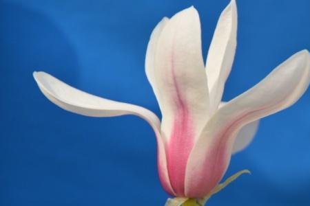 望春花花语
