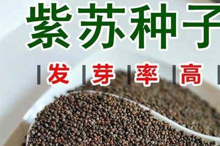 紫苏什么时候结籽