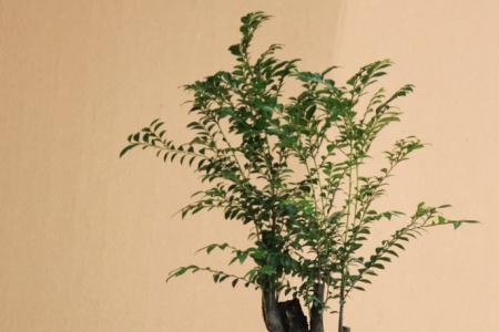 大叶紫檀怎么养才能长得好