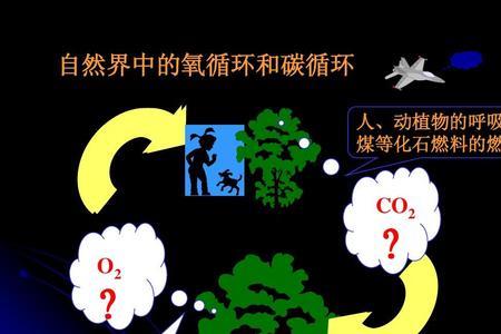 氧循环和碳循环的区别