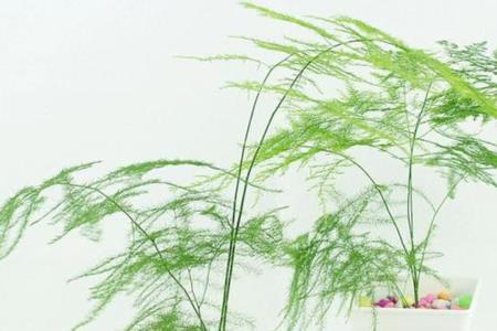 文竹叶子是青色好还是深绿色好
