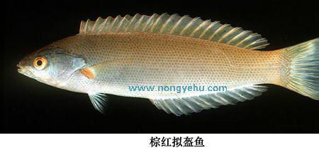 能和虾混养的隆头鱼