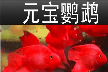 元宝鱼为何肚子越来越大