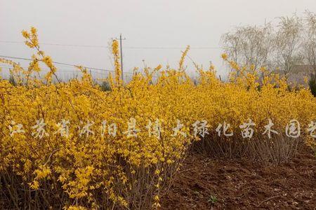 连翘和棣棠的区别
