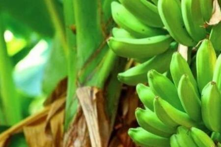 7月份种香蕉什么时候收获