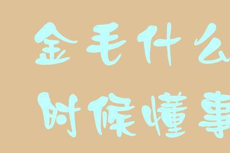 8个月金毛怎么训练大小便