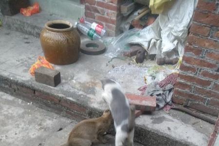 猫外驱后多久可以混养