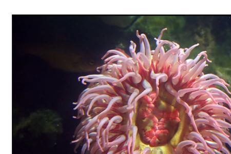 海葵怎么看死活