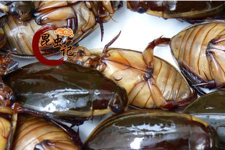 水鳖龙虱的养殖技术