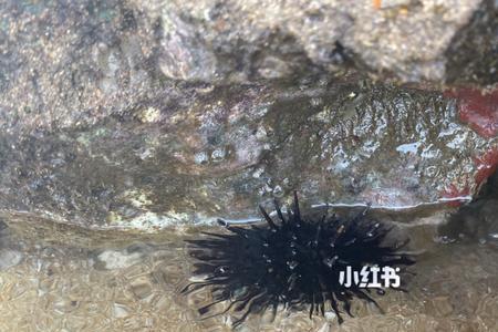 海胆海参海马能一起养吗