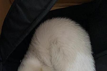 白尾貂是什么动物