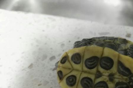为什么有些乌龟怕饿