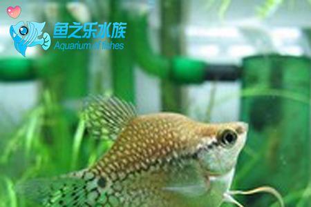 五花珍珠鱼怎么分公母