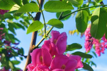 红花槐和洋槐区别