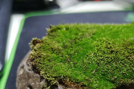 浮萍和青苔能共生么