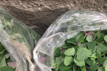 黄河滩野菜有哪些