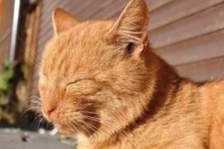 伏天猫咪生产怎么办