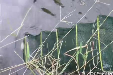 地笼里放什么食物能捕到鲤鱼
